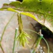 すみれ 蕾 北九州人妻倶楽部（三十路、四十路、五十路）