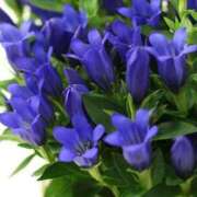 すみれ お礼です 北九州人妻倶楽部（三十路、四十路、五十路）