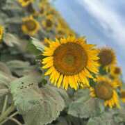 ヒメ日記 2025/08/08 22:43 投稿 ともか ナイスレディ