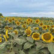 ヒメ日記 2025/09/02 23:54 投稿 ともか ナイスレディ