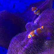 ヒメ日記 2025/09/17 21:56 投稿 ともか ナイスレディ