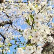 ヒメ日記 2025/04/07 11:55 投稿 みお Vitamin〜ビタミン〜