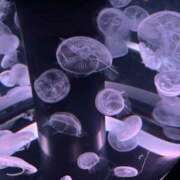 みお 少しだけ Vitamin〜ビタミン〜