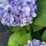 ヒメ日記 2025/08/02 06:49 投稿 あやな デザインプリズム新宿