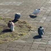 ヒメ日記 2025/12/31 07:19 投稿 あやな デザインプリズム新宿