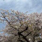 ヒメ日記 2026/04/08 12:45 投稿 朝長 さくら ハレ系 福岡DEまっとる。＆ひよこ治療院