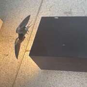 ヒメ日記 2026/04/13 13:30 投稿 しゃろん 立川人妻研究会