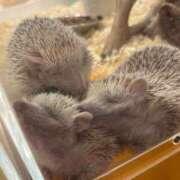 ヒメ日記 2025/07/24 21:53 投稿 ちとせ もみもみワンダーランド