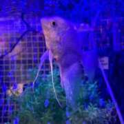 ヒメ日記 2026/02/05 02:53 投稿 ちとせ もみもみワンダーランド