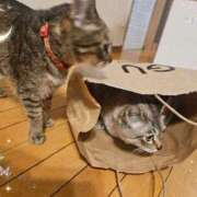 ヒメ日記 2025/04/22 11:58 投稿 こいこさん いけない奥さん 梅田店