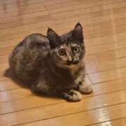 ヒメ日記 2025/10/21 20:48 投稿 こいこさん いけない奥さん 梅田店