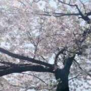 ももこ 葉桜🌸🍃 無敵～MUTEKI～