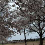 ヒメ日記 2025/04/14 09:00 投稿 松宮桜子 五十路マダム 新潟店(カサブランカグループ)