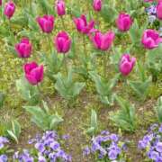 ヒメ日記 2025/04/30 12:14 投稿 松宮桜子 五十路マダム 新潟店(カサブランカグループ)