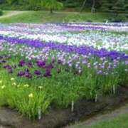 ヒメ日記 2025/06/25 09:56 投稿 松宮桜子 五十路マダム 新潟店(カサブランカグループ)