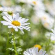 ヒメ日記 2026/01/21 16:44 投稿 松宮桜子 五十路マダム 新潟店(カサブランカグループ)