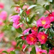 ヒメ日記 2026/02/18 06:56 投稿 松宮桜子 五十路マダム 新潟店(カサブランカグループ)