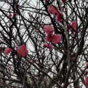 ヒメ日記 2026/03/09 06:20 投稿 松宮桜子 五十路マダム 新潟店(カサブランカグループ)