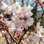 ヒメ日記 2026/03/29 06:20 投稿 松宮桜子 五十路マダム 新潟店(カサブランカグループ)