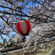 ヒメ日記 2026/04/08 15:48 投稿 松宮桜子 五十路マダム 新潟店(カサブランカグループ)