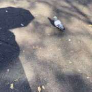 ヒメ日記 2024/12/16 07:41 投稿 エリカ 渋谷蘭の会