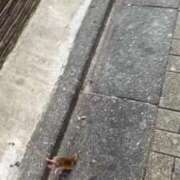 ヒメ日記 2025/08/24 22:55 投稿 エリカ 渋谷蘭の会