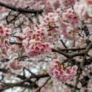 ヒメ日記 2025/03/20 18:55 投稿 じゅりな 上野デリヘル倶楽部