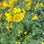 ヒメ日記 2026/03/01 13:25 投稿 たいけんふわり 人妻愛姫◆Kiaro24時!!