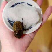 ヒメ日記 2024/12/11 17:32 投稿 あめり 新宿人妻城