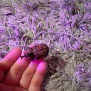 ヒメ日記 2025/01/08 17:59 投稿 あめり 新宿人妻城