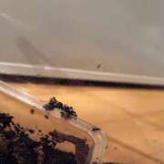 ヒメ日記 2025/03/25 00:58 投稿 あめり 新宿人妻城