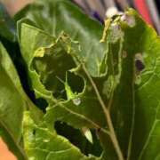 ヒメ日記 2025/04/08 16:36 投稿 あめり 新宿人妻城