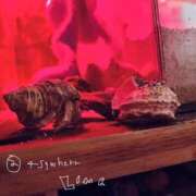 ヒメ日記 2025/04/16 23:38 投稿 あめり 新宿人妻城