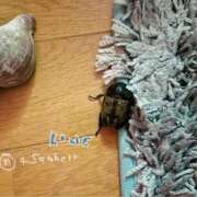 ヒメ日記 2025/04/19 01:31 投稿 あめり 新宿人妻城