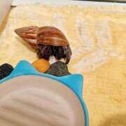 ヒメ日記 2025/05/28 08:29 投稿 あめり 新宿人妻城