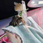 ヒメ日記 2025/05/28 17:44 投稿 あめり 新宿人妻城