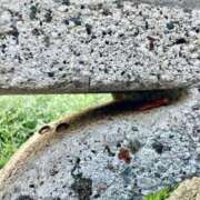 ヒメ日記 2025/06/12 06:15 投稿 あめり 新宿人妻城