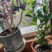 ヒメ日記 2025/06/19 07:13 投稿 あめり 新宿人妻城