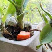 ヒメ日記 2025/07/09 21:10 投稿 あめり 新宿人妻城