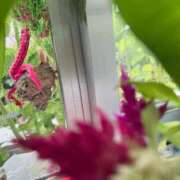 ヒメ日記 2025/07/14 13:07 投稿 あめり 新宿人妻城