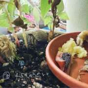 ヒメ日記 2025/07/27 19:50 投稿 あめり 新宿人妻城