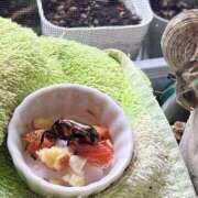 ヒメ日記 2025/08/01 15:41 投稿 あめり 新宿人妻城