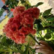 ヒメ日記 2025/09/10 08:49 投稿 あめり 新宿人妻城