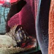 ヒメ日記 2026/03/23 12:38 投稿 あめり 新宿人妻城