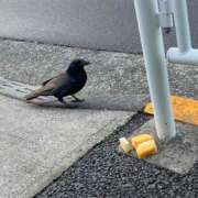 ヒメ日記 2026/05/07 05:58 投稿 あめり 新宿人妻城