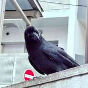 ヒメ日記 2026/05/08 05:19 投稿 あめり 新宿人妻城