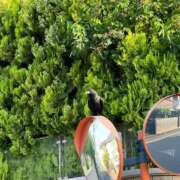 ヒメ日記 2026/05/20 13:23 投稿 あめり 新宿人妻城