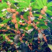 ヒメ日記 2025/10/24 12:00 投稿 かれん 桃色奥様 松戸本店