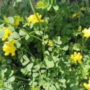 ヒメ日記 2026/04/18 13:15 投稿 かれん 桃色奥様 松戸本店