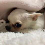 ヒメ日記 2025/03/09 23:51 投稿 ナツ★理想の小悪魔ボディ ヴィーナス(金津園)